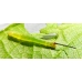 Silver-striped Hawkmoth Hippotion celerio 10 larvae 
